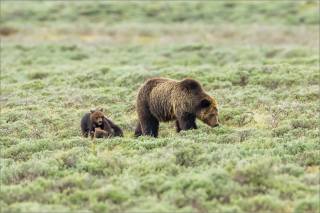 yellowstone-grizzly-bear-mom-and-cubs-c2a9-christopher-martin-8045